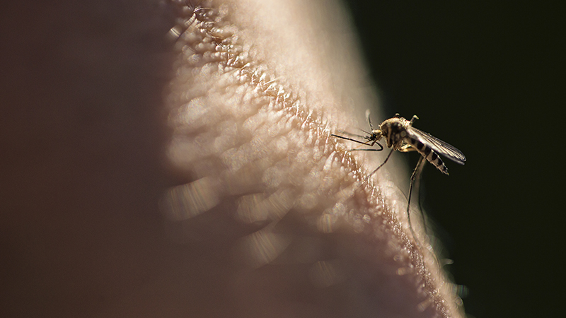 Closeup of mosquito biting human skin.