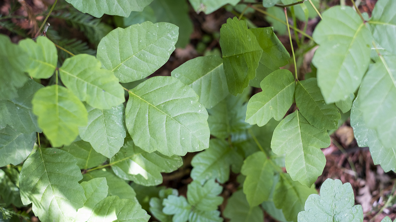 Poison oak leaves with a scalloped, oak-leaf appearance.