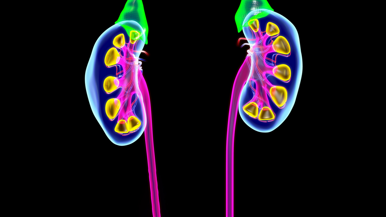 Brightly colored illustration of kidneys.