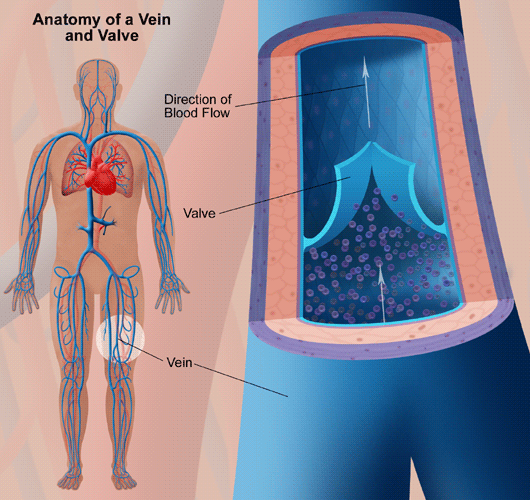 Varicose Veins Anatomy