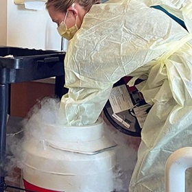 An employee who is wearing a yellow surgical covering and mask reaching into a cold container holding stem cells.