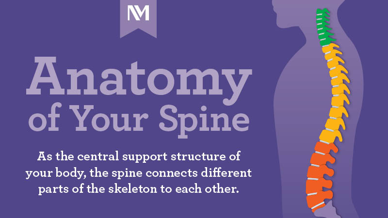Back & Spine Support – SIG Orthopaedic
