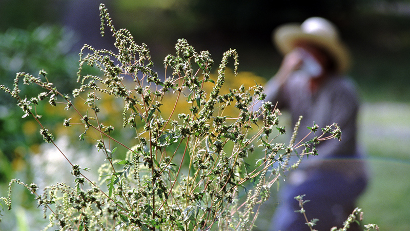 Ragweed in focus in the foreground with person in a sun hat blowing their nose blurred out in the background.