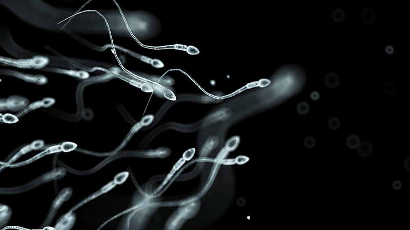 Human sperm swimming in a small group. 