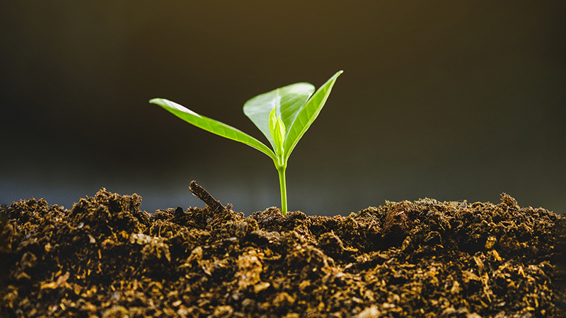 A green seedling sprouting from dark brown soil. 