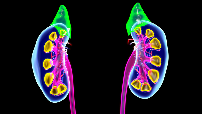 Brightly colored illustration of kidneys.